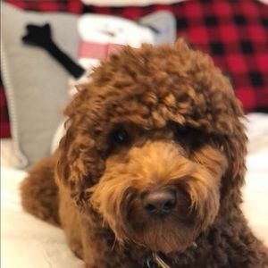 Meet your Posher, Piper